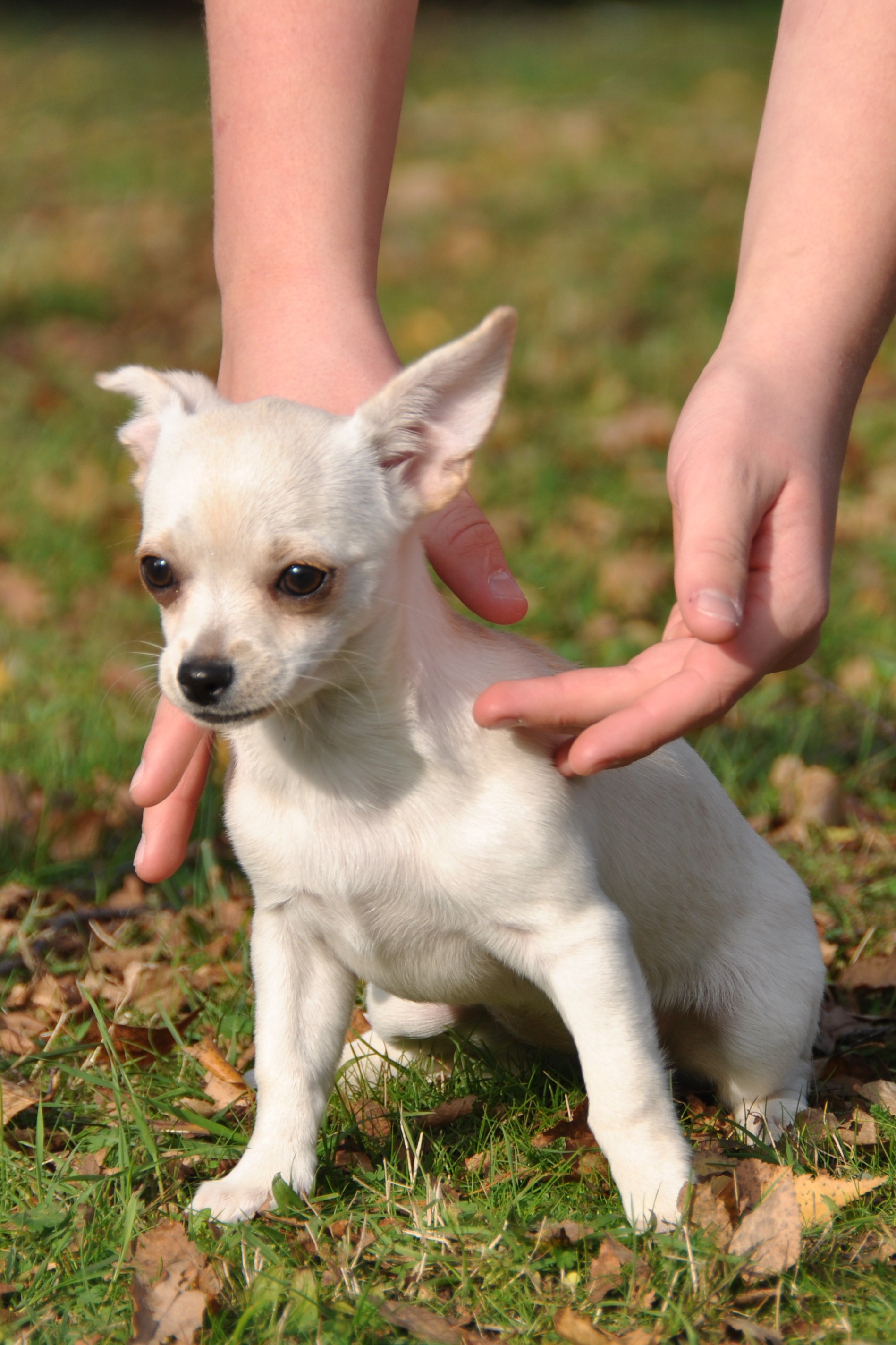 Les Chihuahua de l'affixe Du Domaine Des Petits Gazons