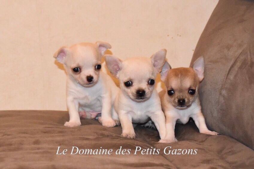 Du Domaine Des Petits Gazons - Chihuahua - Portée née le 03/02/2019