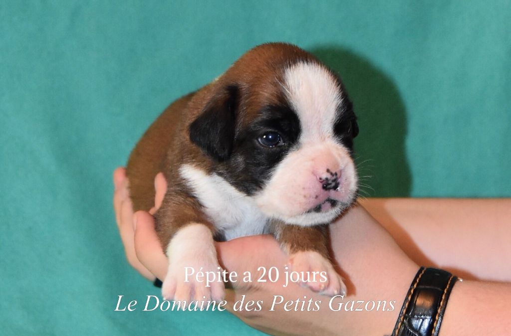 Du Domaine Des Petits Gazons - Boxer - Portée née le 19/05/2019