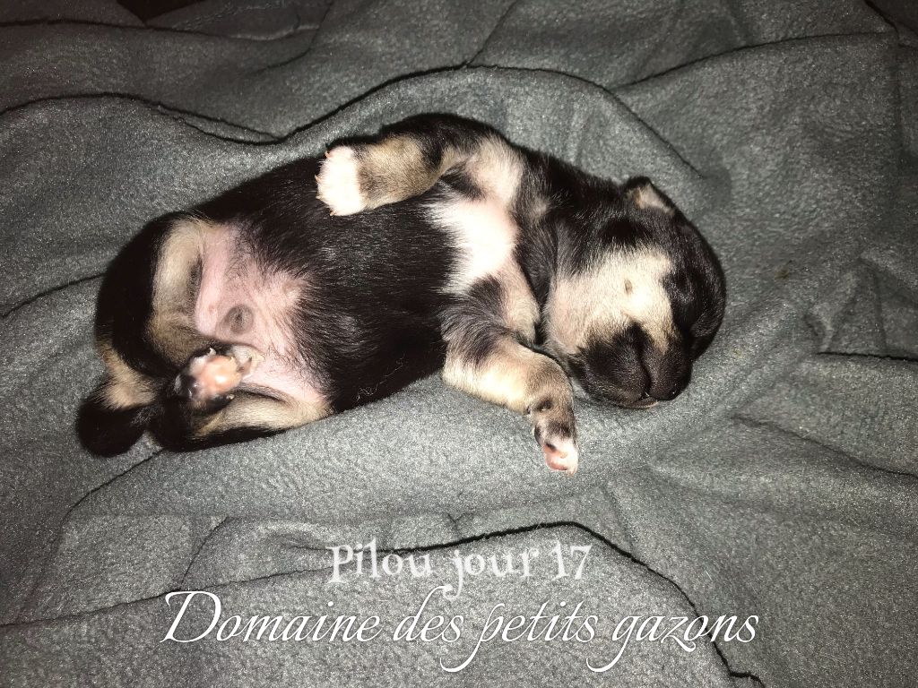 Du Domaine Des Petits Gazons - Chihuahua - Portée née le 23/10/2019