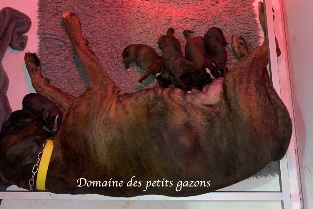 Du Domaine Des Petits Gazons - Boxer - Portée née le 13/01/2021