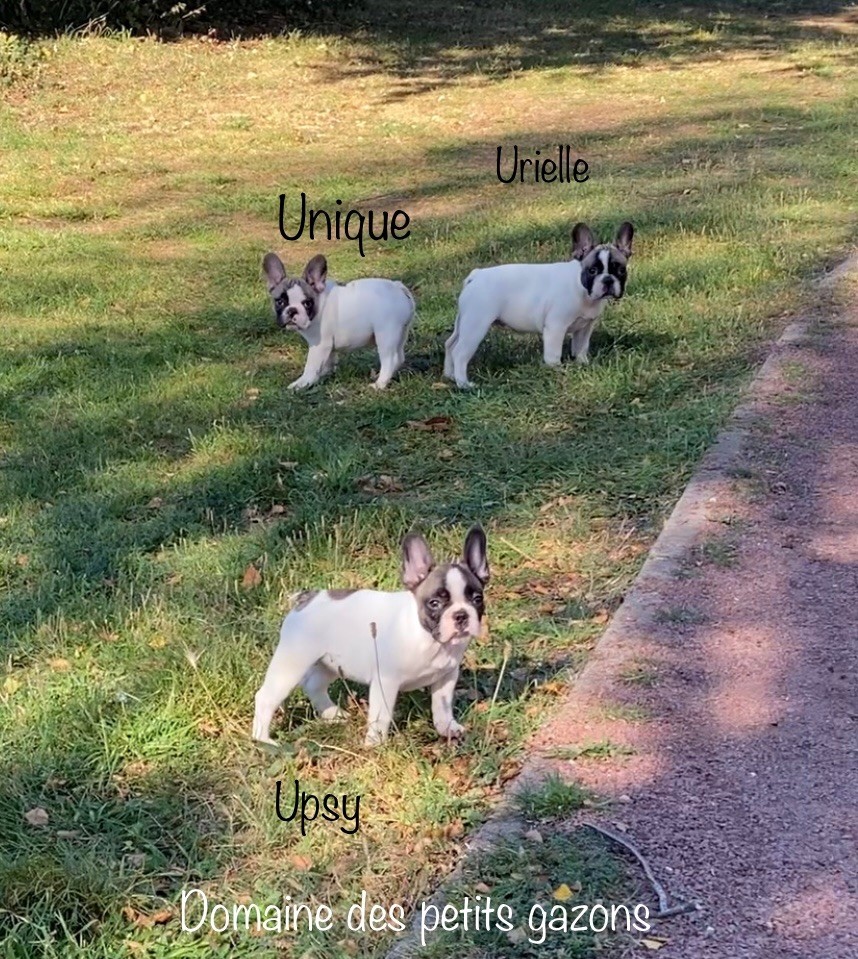 chiot Bouledogue français Du Domaine Des Petits Gazons