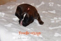 chiot orange