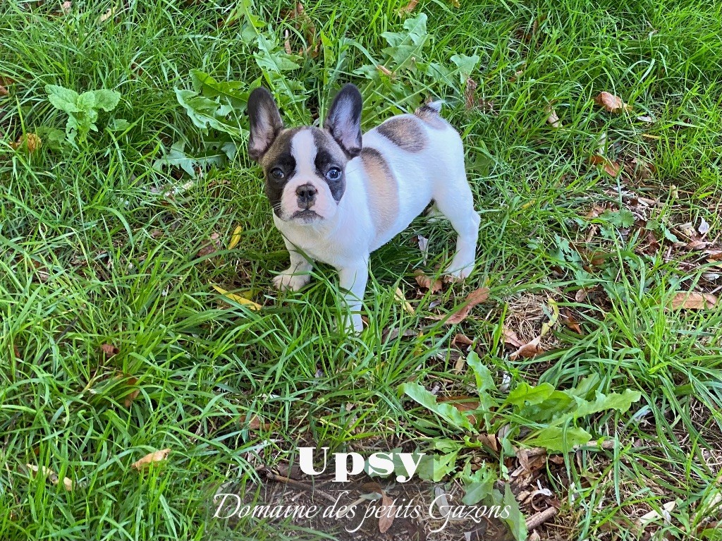 Du Domaine Des Petits Gazons - Chiot disponible  - Bouledogue français