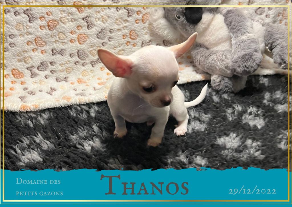 Thanos Du Domaine Des Petits Gazons