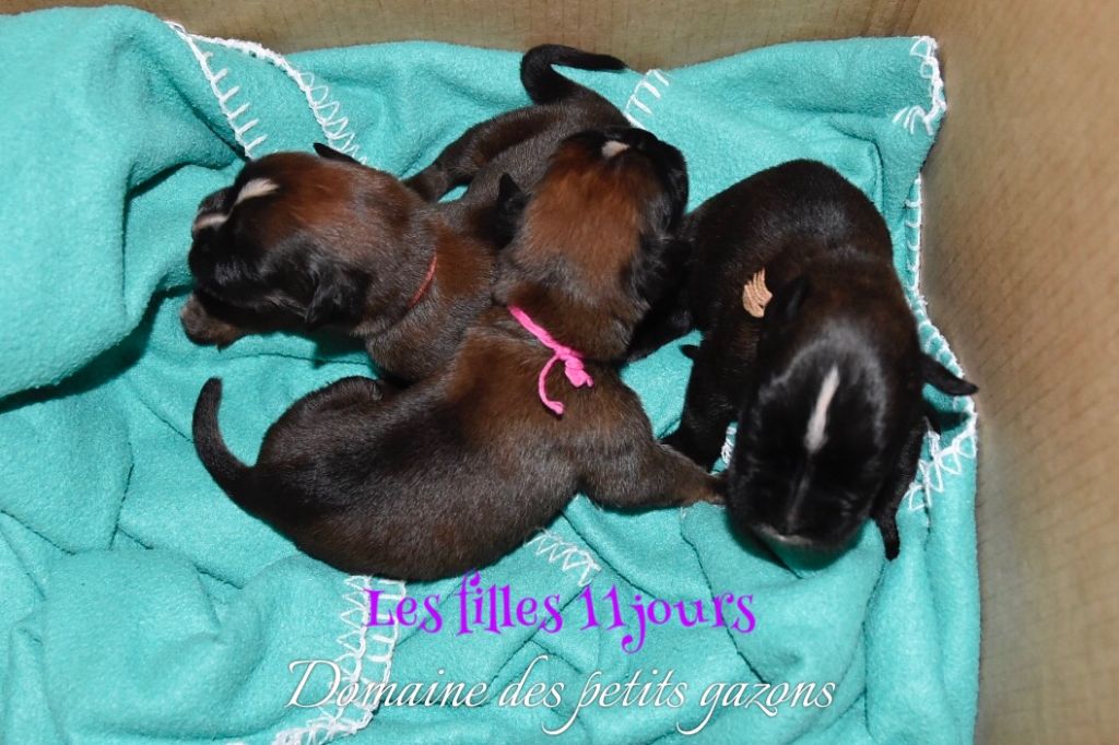 Du Domaine Des Petits Gazons - Boxer - Portée née le 25/04/2020