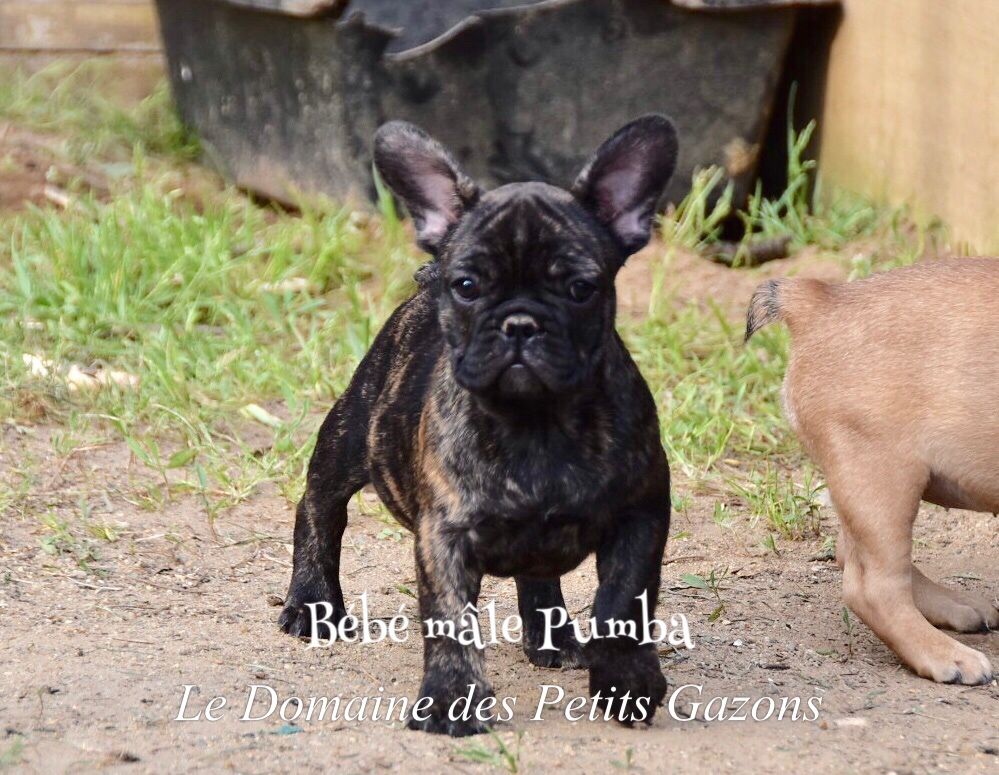 Du Domaine Des Petits Gazons - Bouledogue français - Portée née le 09/02/2019